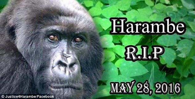 harambe is lit